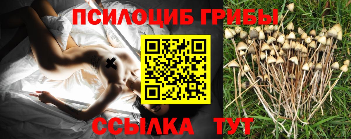 Балашов  Галлюциногенные грибы Psilocybine cubensis  Вход с VPN 